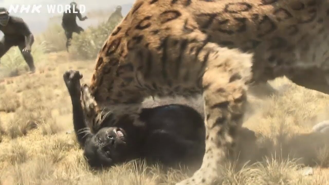 Lion Attack Hippo to Free Cheetah - Big Battle of Leopard vs Python - Wild Animals Fight 2021