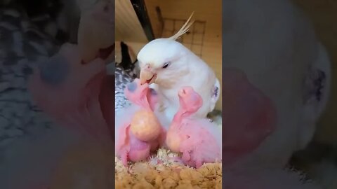 Daddy bird tries to make small balls #shorts