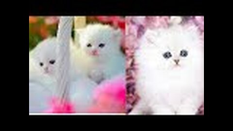 Funny animal's 2020-funniest cats videos