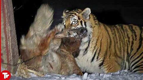 Tiger cutted dog in two pieces, watch till end 😨#Trending Shorts