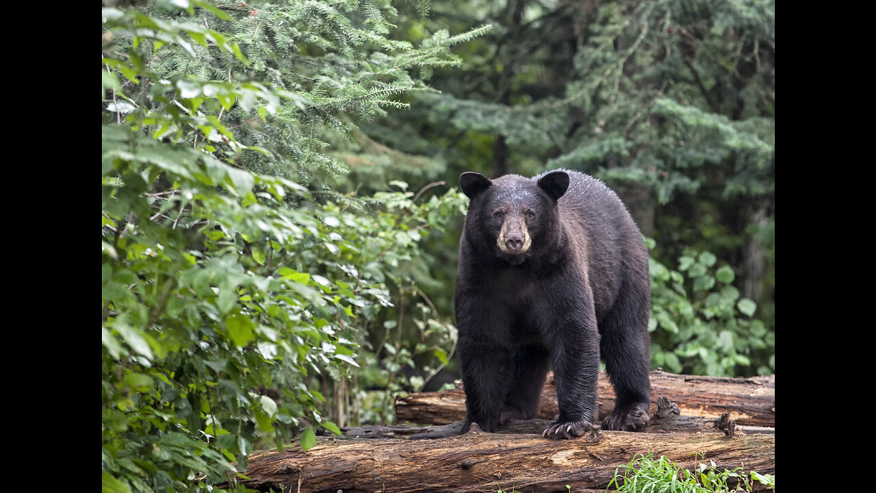 Black Bear Euthanized After Attacking Two Children in Pennsylvania