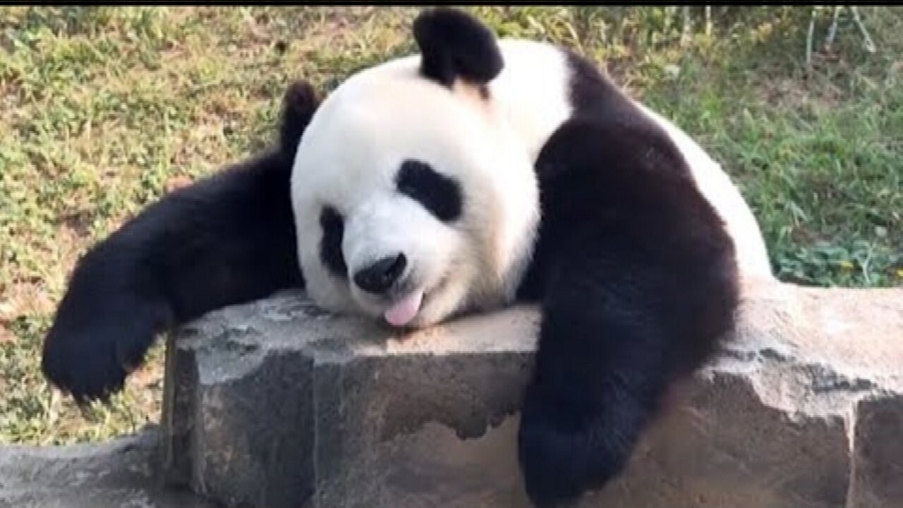 Cute panda | Panda Hilarity Unleashed: A Barrel of Laughs! Funny video 🤣🤣