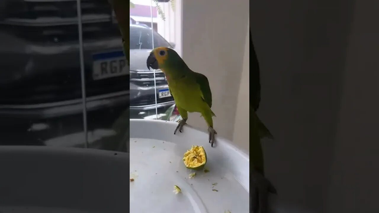 Diga nada não kkkk #shorts