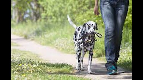 How to safely train you dog to walk off leashes