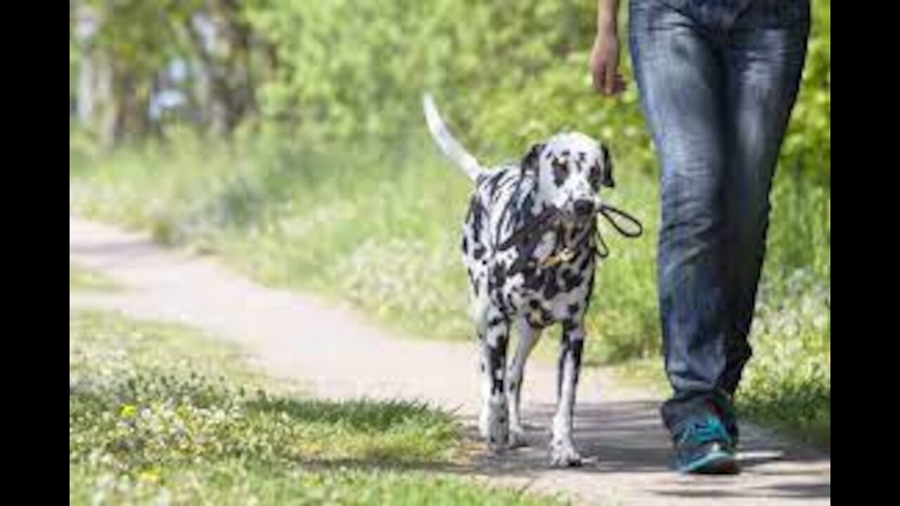 How to safely train you dog to walk off leashes