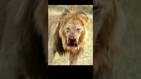 Lion extreem fight for his family