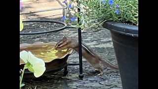 Crows in June - North Carolina