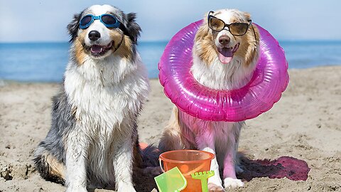 Its Fun Time - Puppies enjoying their time - Puppies Fun Compilation 🐶😍🌪️😅 Pets Class Part 124