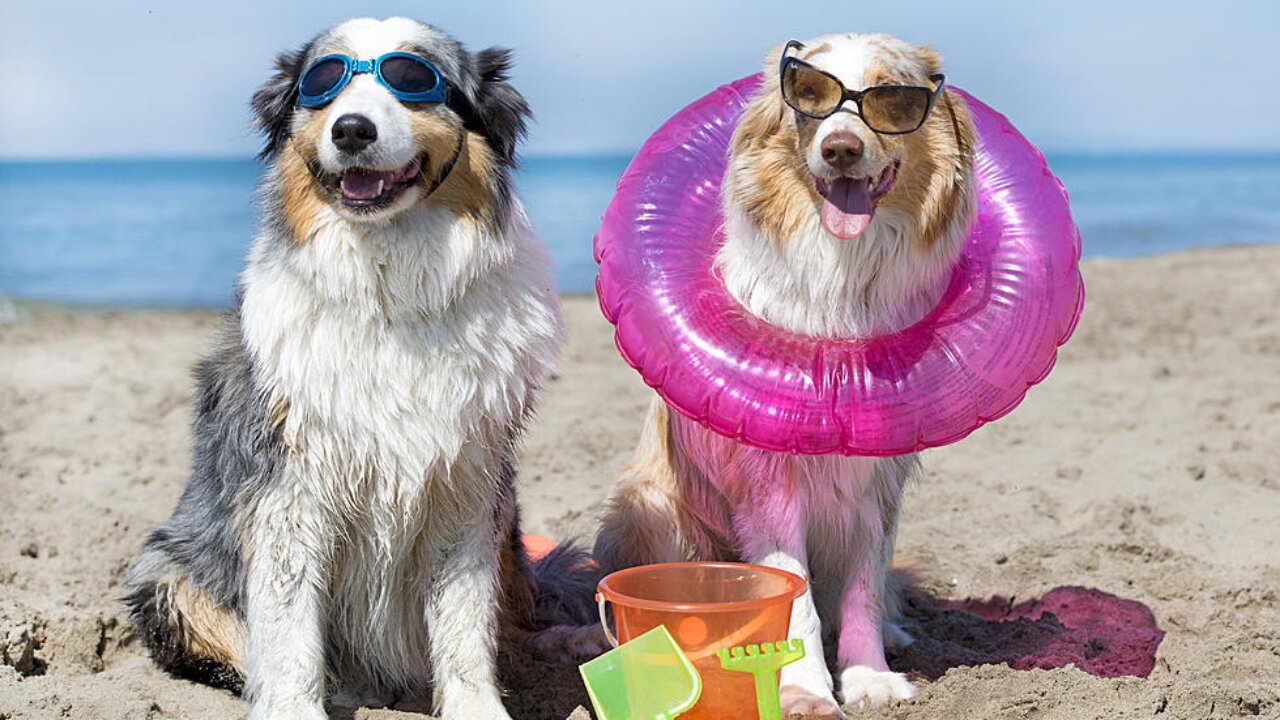 Its Fun Time - Puppies enjoying their time - Puppies Fun Compilation πΆππͺοΈπ
Pets Class Part 124