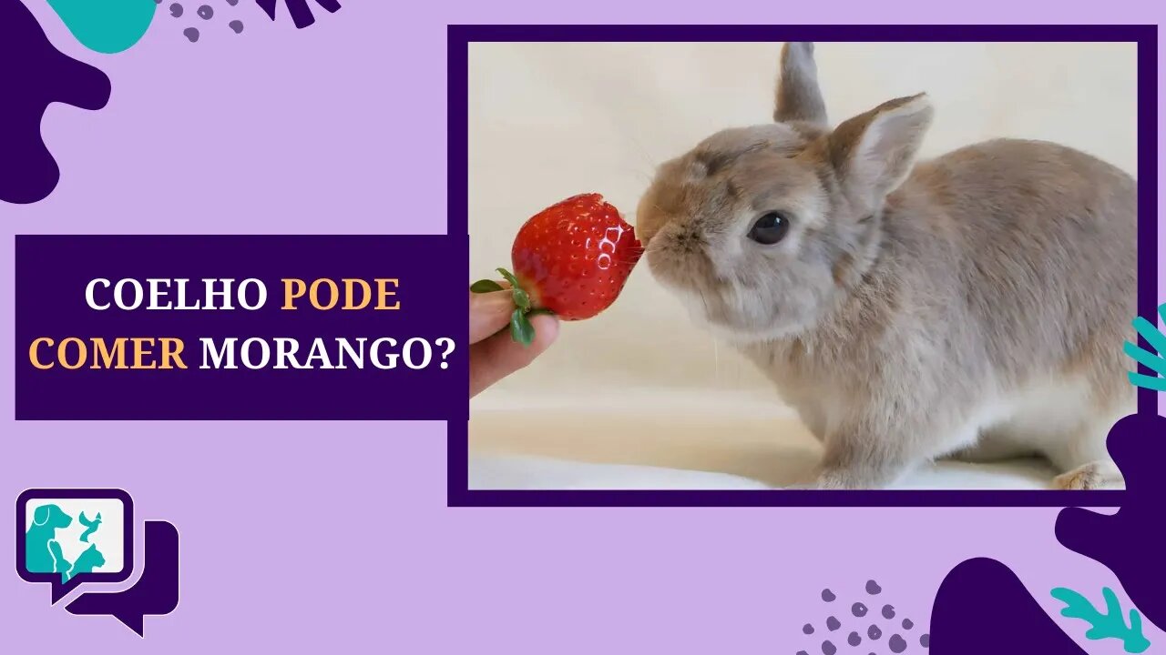 COELHO PODE COMER MORANGO?