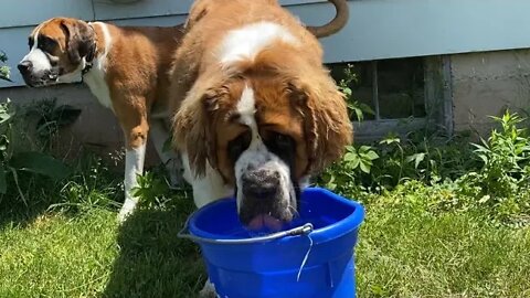 Wasting water St. Bernards are messy drinkers