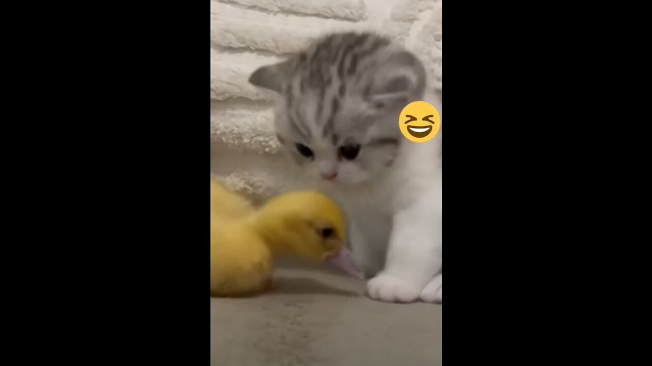 Funny animals 😄hub,funny animals, 🤣, funny animals dancing 💃😄, funny animals fighting 😄