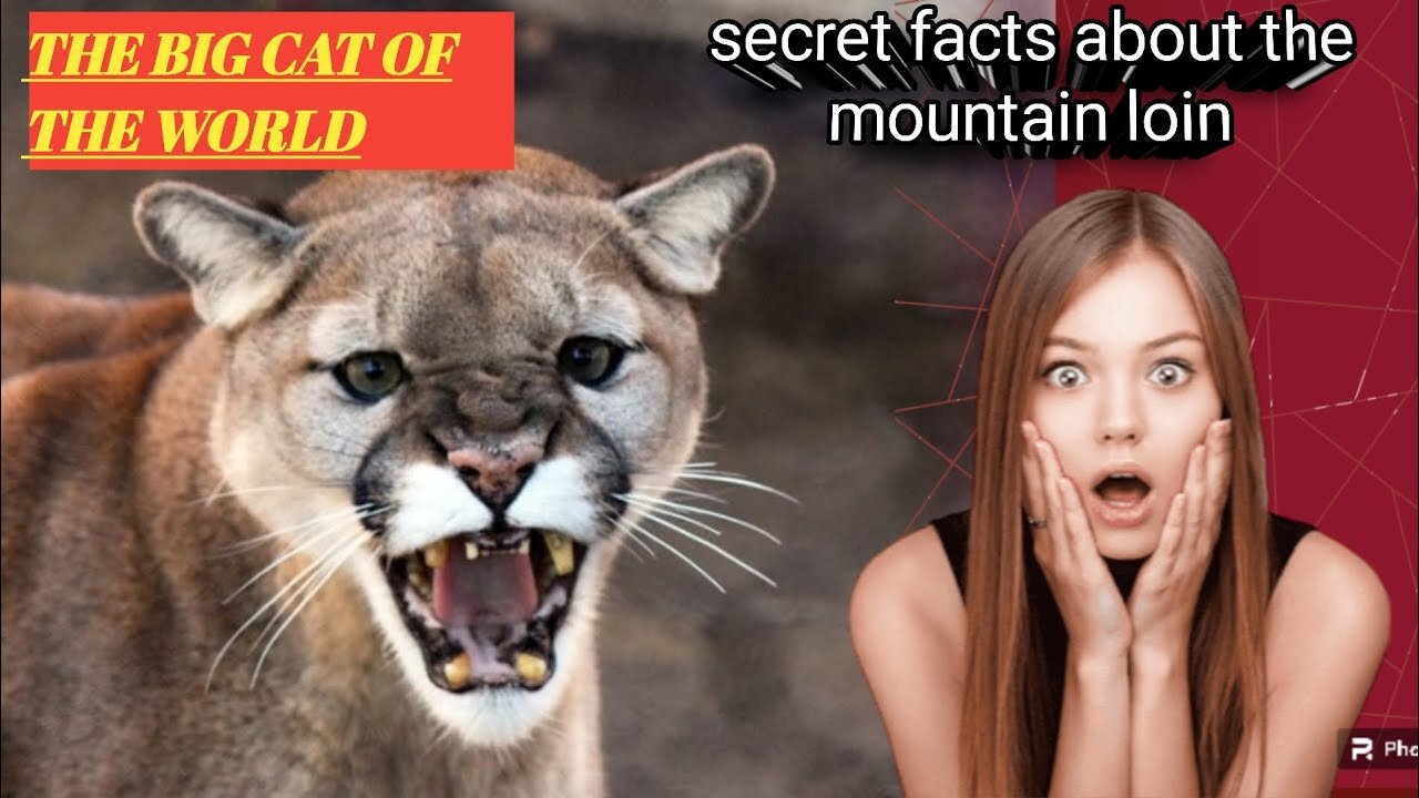 Discover the Shocking Truths About Mountain Lions | cougars | puma | big cat