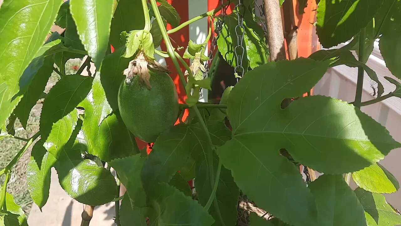 A Garden Gnomes Perfect Day