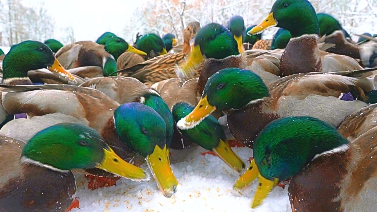 Winter Feeding Hungry Arctic Mallard Ducks Oats Can Get a Little Crazy at Times