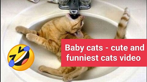 Baby cats - cute and funniest cats video