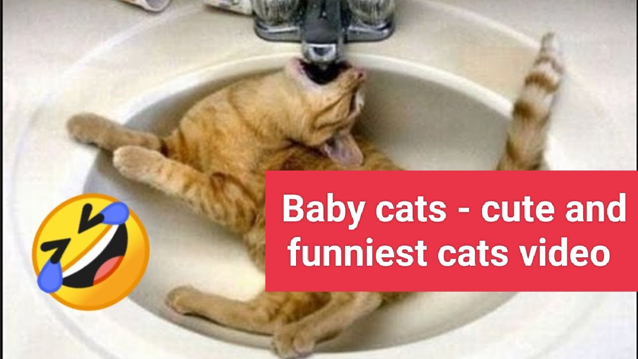 Baby cats - cute and funniest cats video