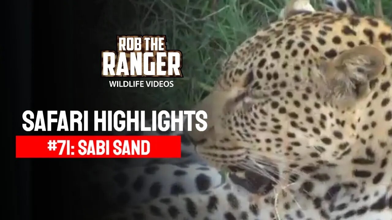 Safari Highlights #71: 02 - 06 November 2010 | Sabi Sand Nature Reserve | Latest Wildlife Sightings