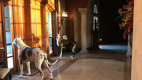 Max and Katie the Great Danes eagerly await owner's arrival