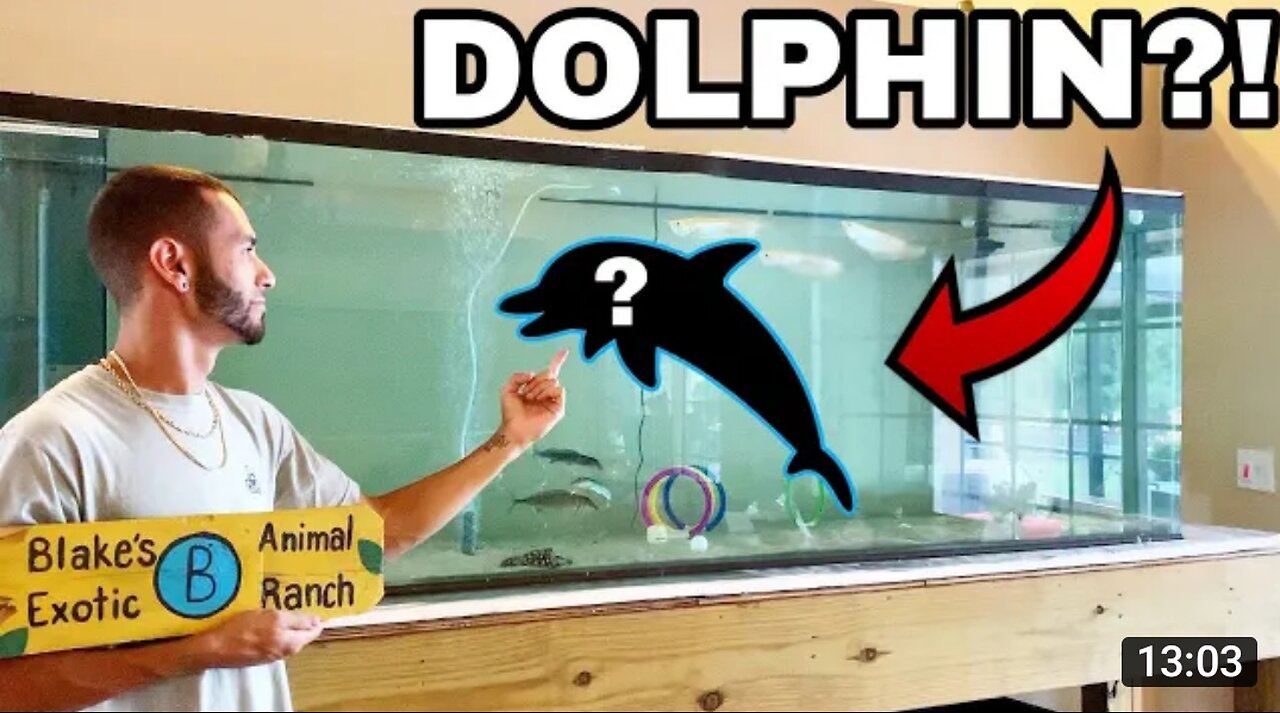 PET BABY DOLPHINS IN FRESHWATER HOME AQUARIUM!!