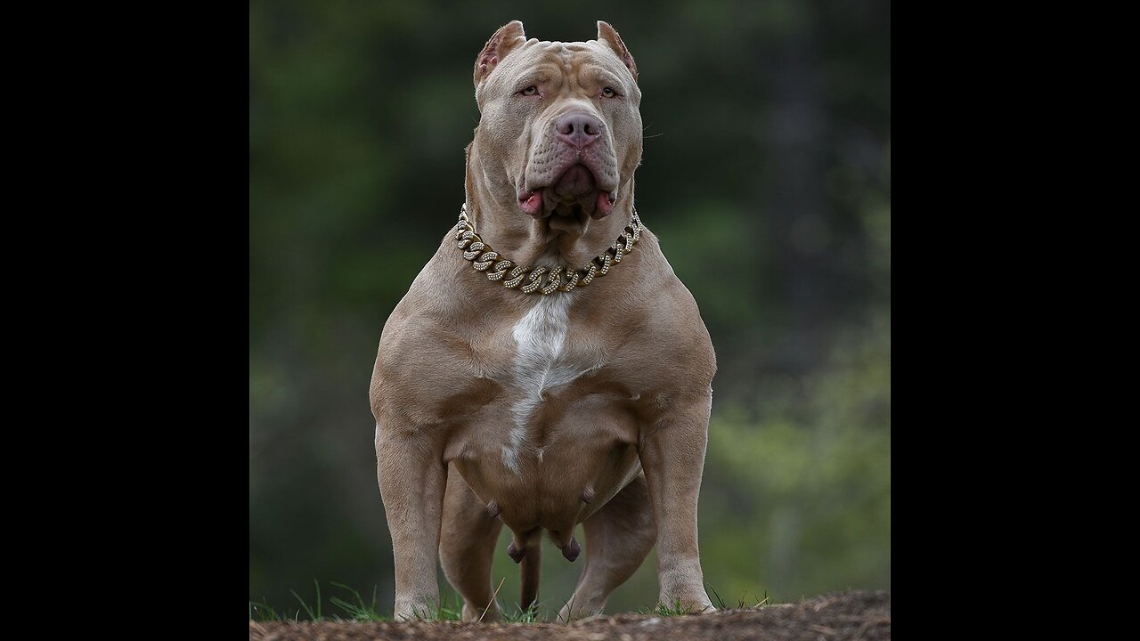 Giant Pitbull
