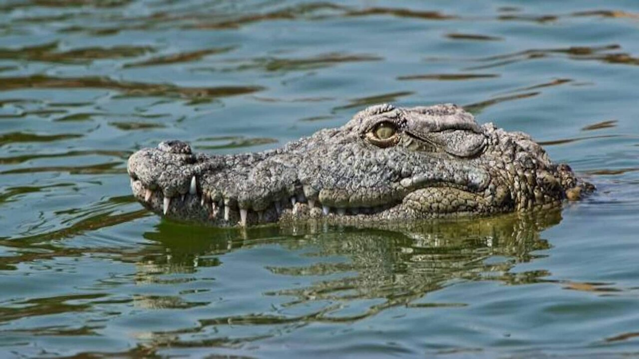 Giant alligator bends metal french while forcing it's way through 😱😱 #shorts #youtubeshorts