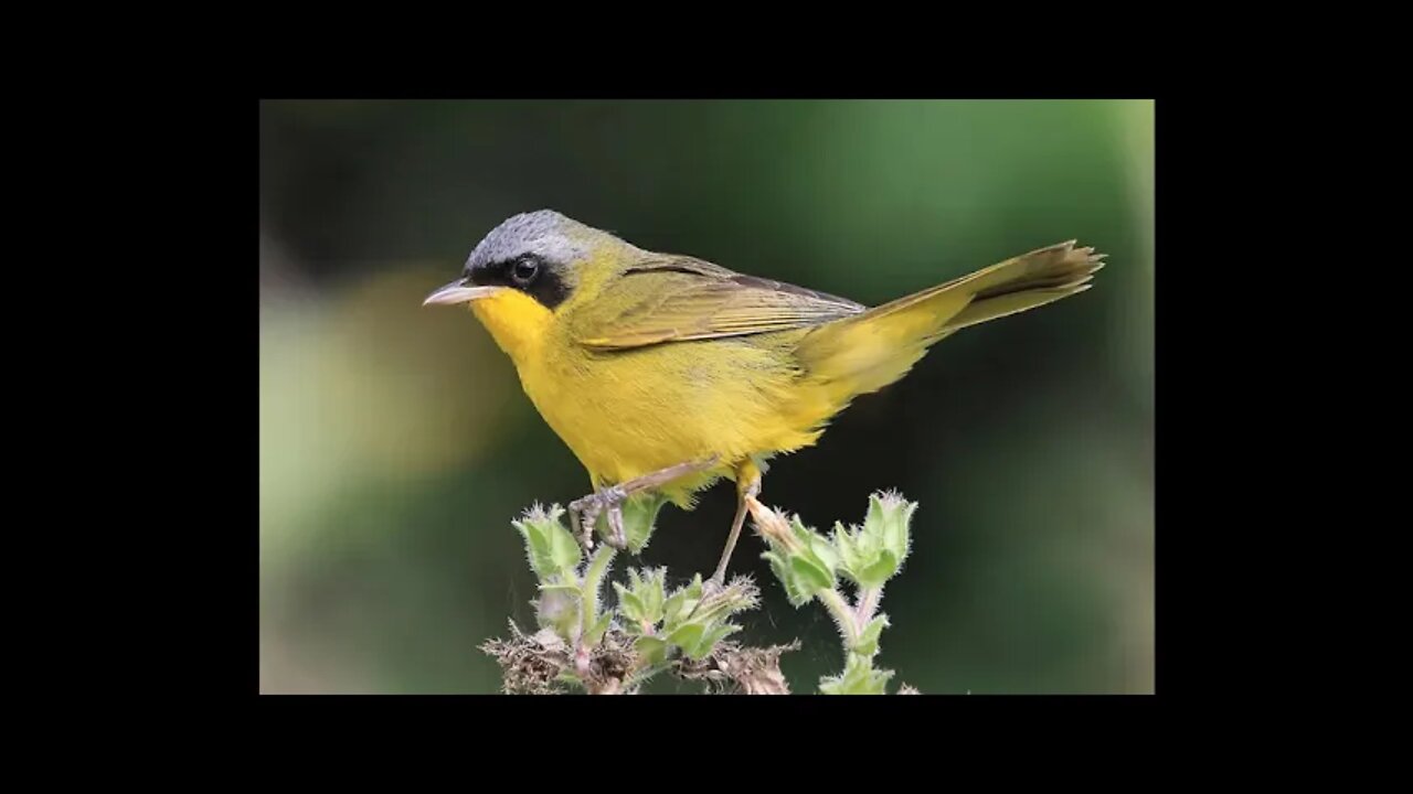 Melhor Canto do Pia Cobra