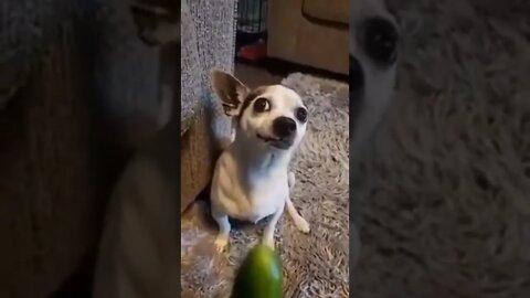 Is this supposed to be a joke…because switching treat’s isn’t funny! 😠🐶😏😂