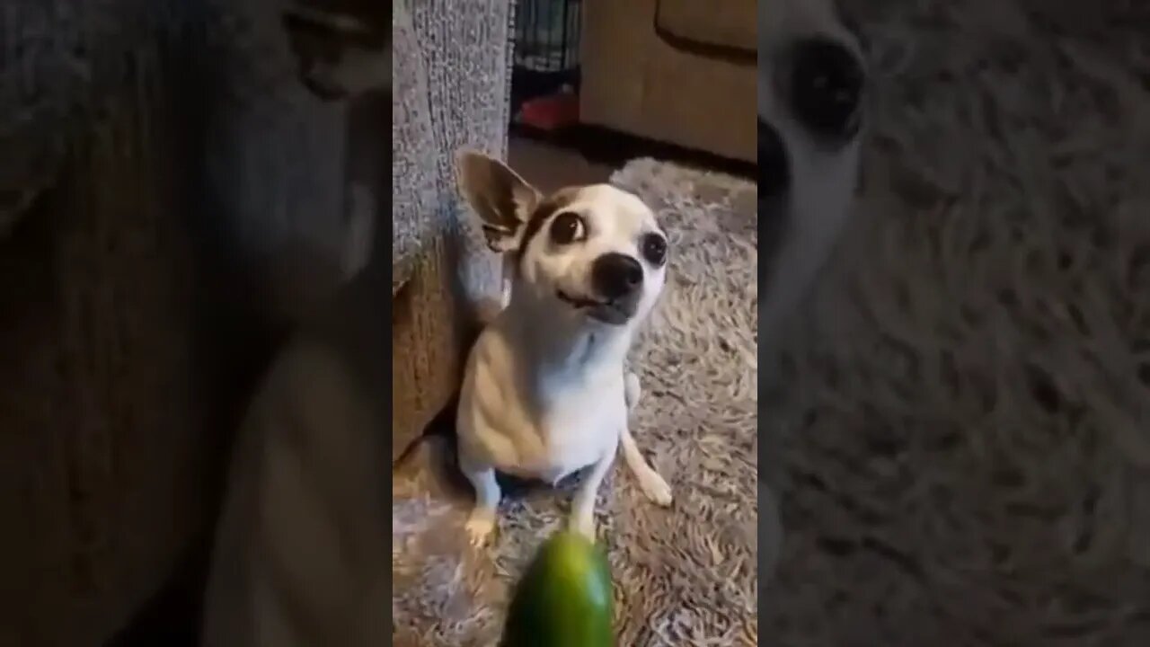 Is this supposed to be a joke…because switching treat’s isn’t funny! 😠🐶😏😂