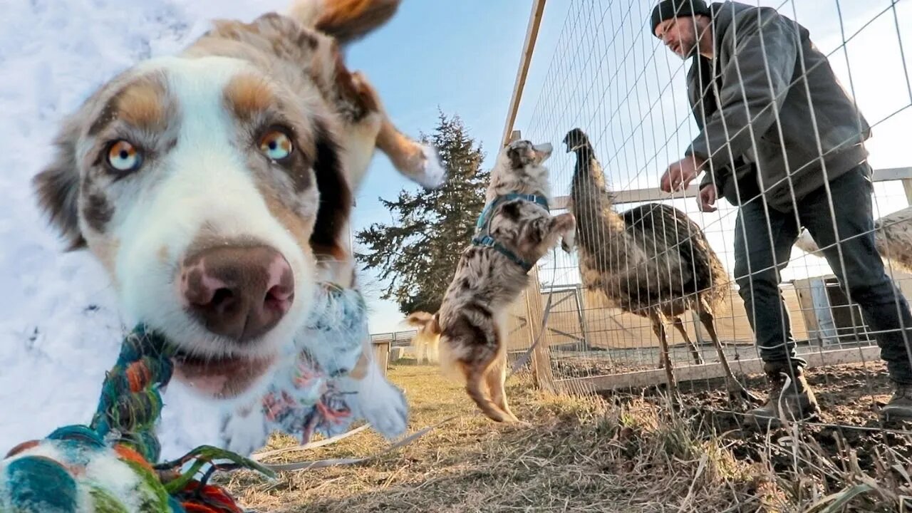 Training our Herd Dog to do real farm work (Week 1)