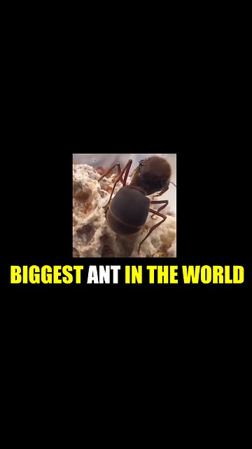 Biggest Ant In The World