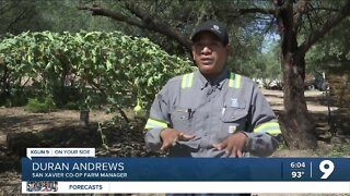 San Xavier Co-op Farm rising above rising costs