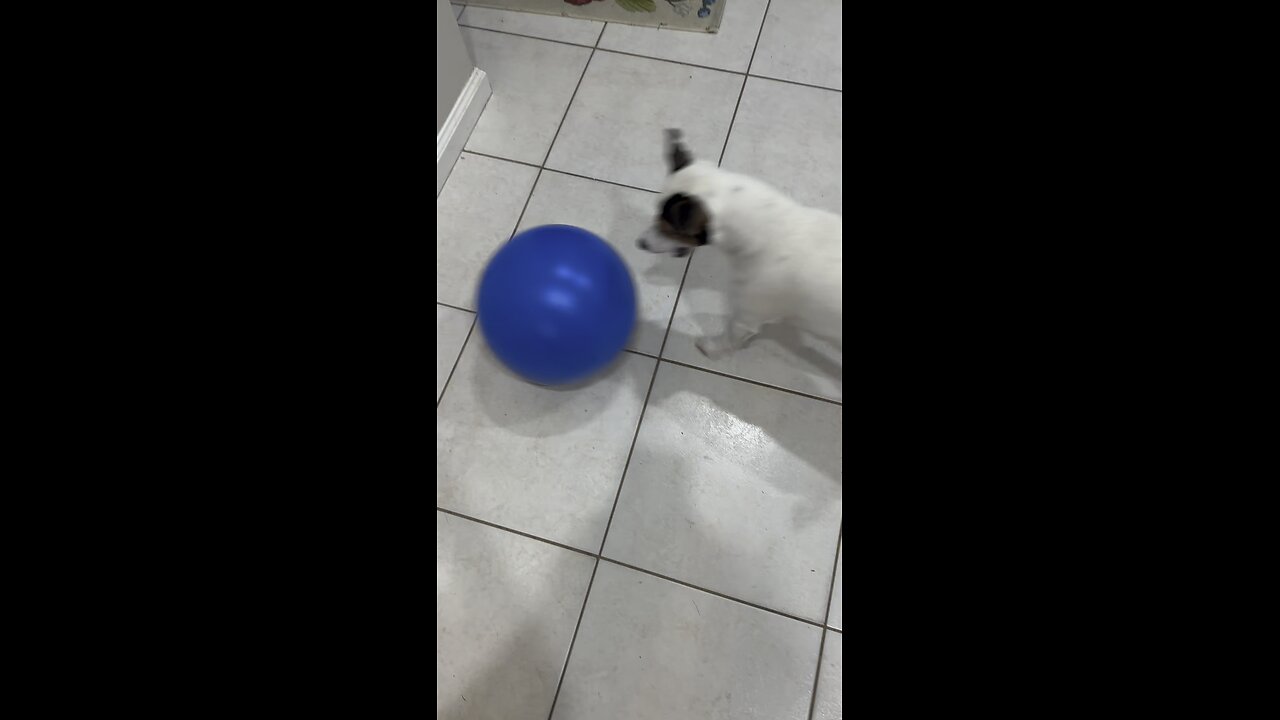 My Jack got a new ball. Hilarious!