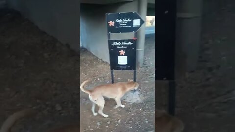 Mauritian Dog Playing🐕🐕🐕