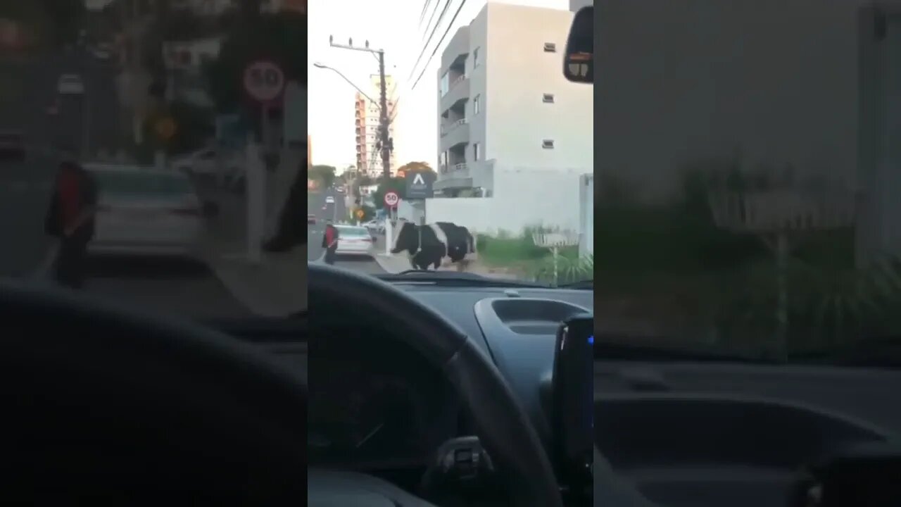 acidente inusitado #shorts