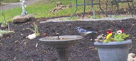 Watching Blue Jays get the peanuts