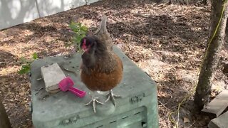 Chicken Abby letting everybody know she laid an egg