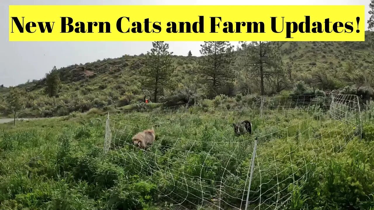 New Barn Cats and Farm Updates!