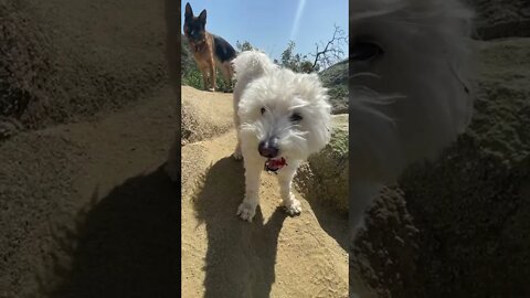 #TRAILS AND TAILS HIKE #RUNYON CANYON