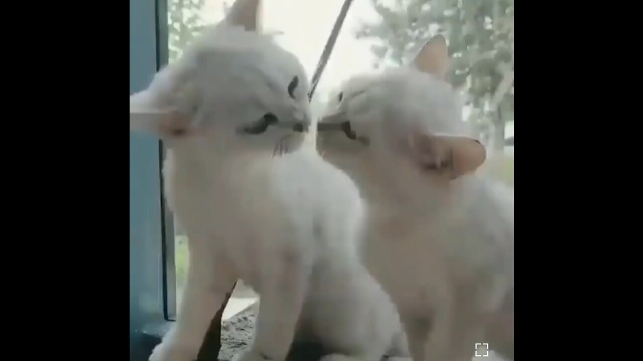Funniest Cats😂😍don't try to hold back laughter😁🤣-LIVE ON