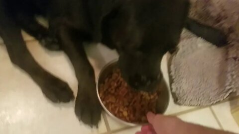 *FUNNY DOG VIDEOS* A Dog and Her Food bowl!!