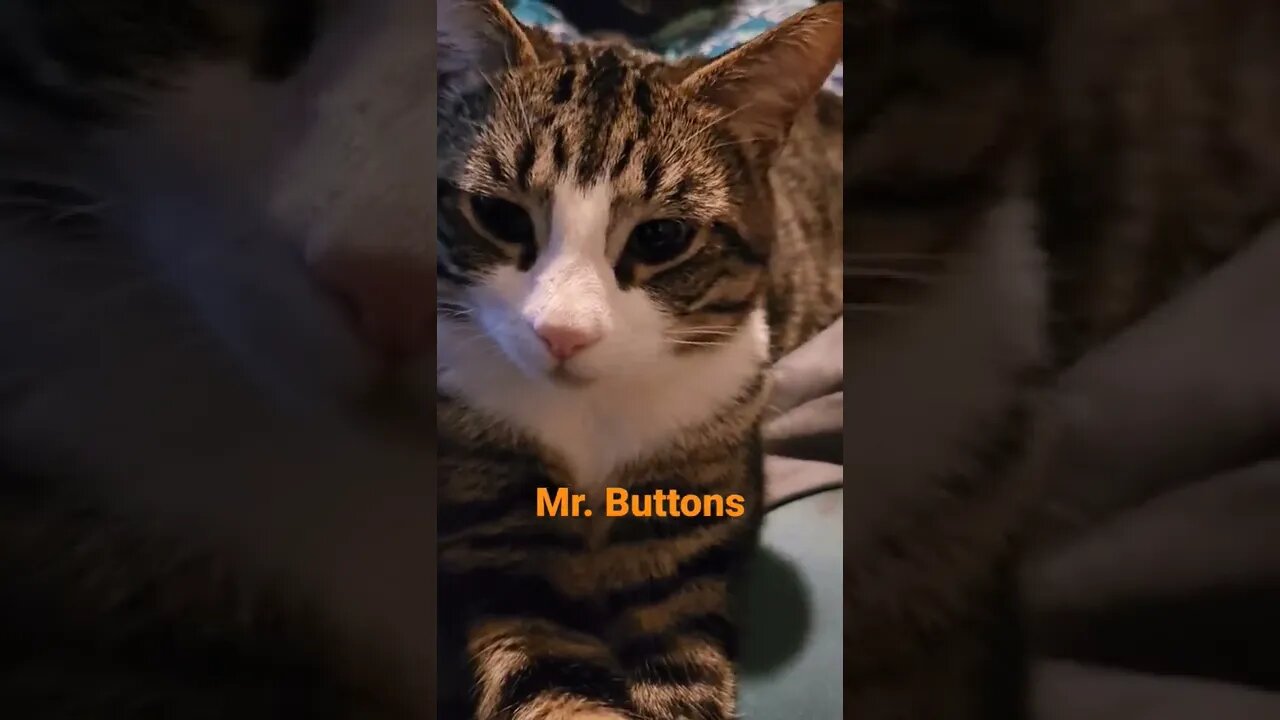 my baby buttons