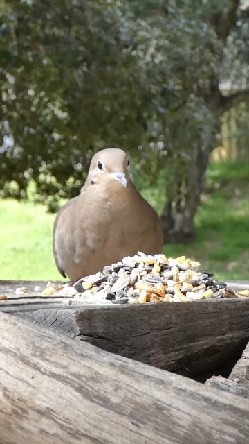 Mourning Dove🐦Woodpile Seed Munch