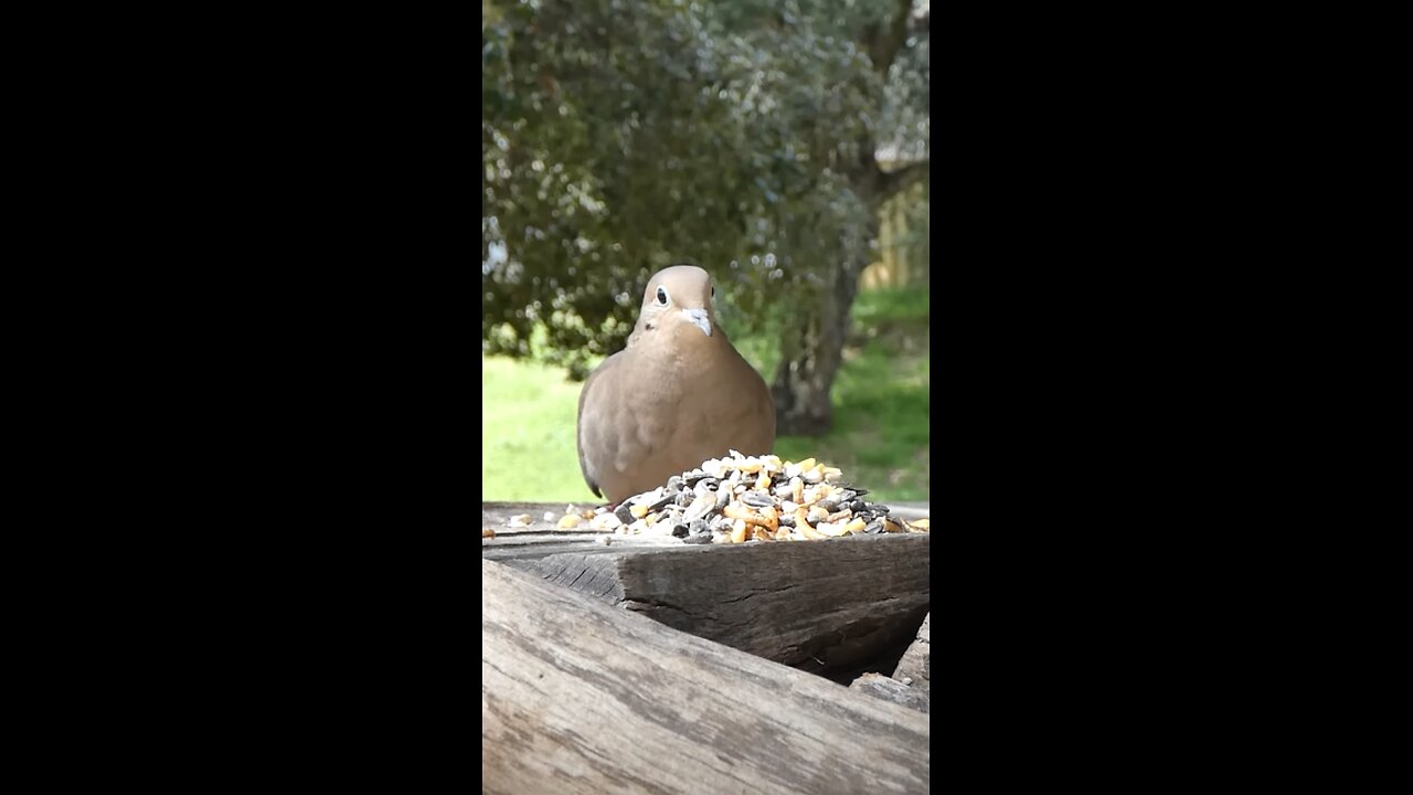 Mourning Dove🐦Woodpile Seed Munch