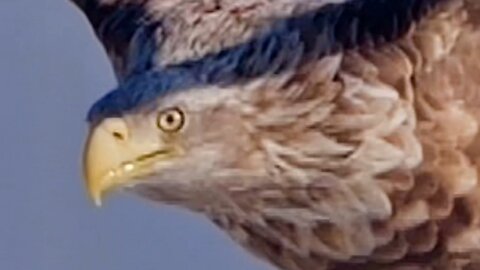Eagle 🦅.