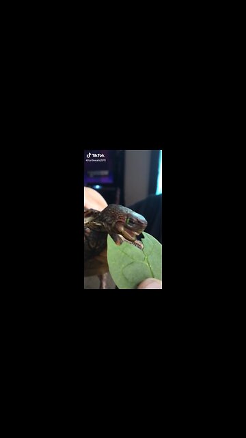 This Turtle Eating