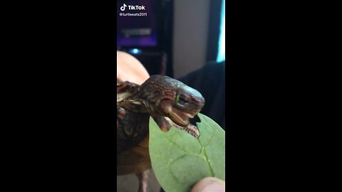 This Turtle Eating