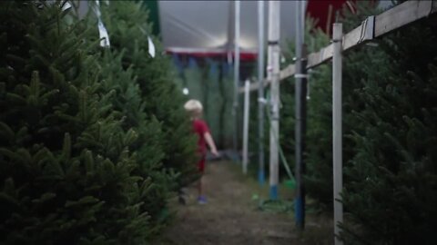 Christmas tree experts explain why prices are rising