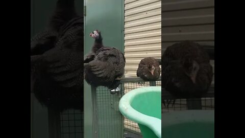 Tiny baby keets perch with the big guinea fowl