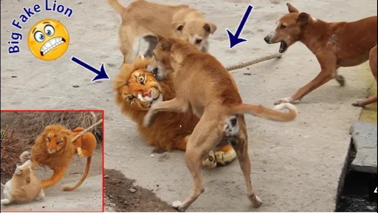 Dog Frank a fake lion jump on on dog